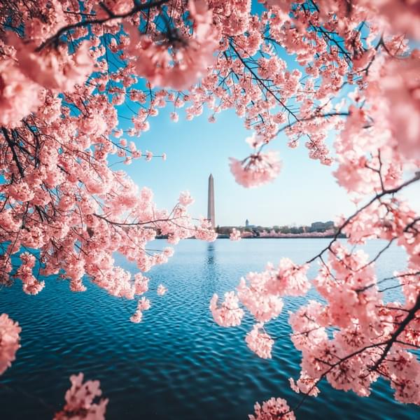 Cherry Blossom Tour, Washington DC Image