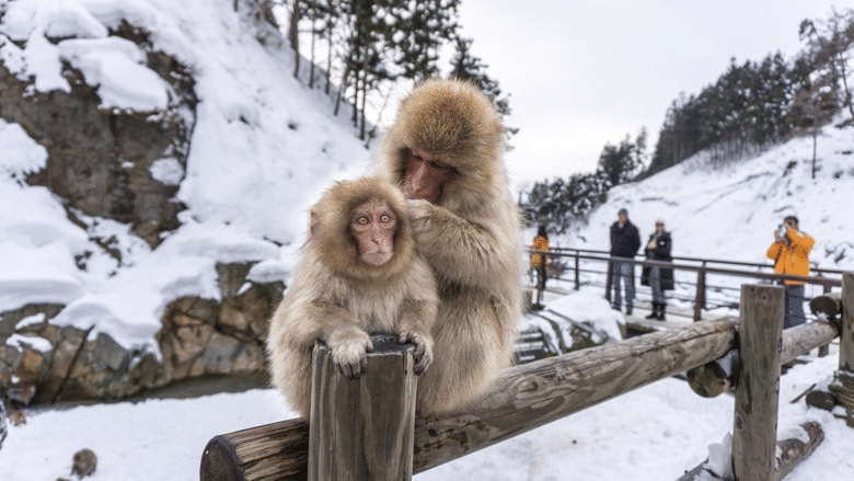 Snow Monkey Park Overview