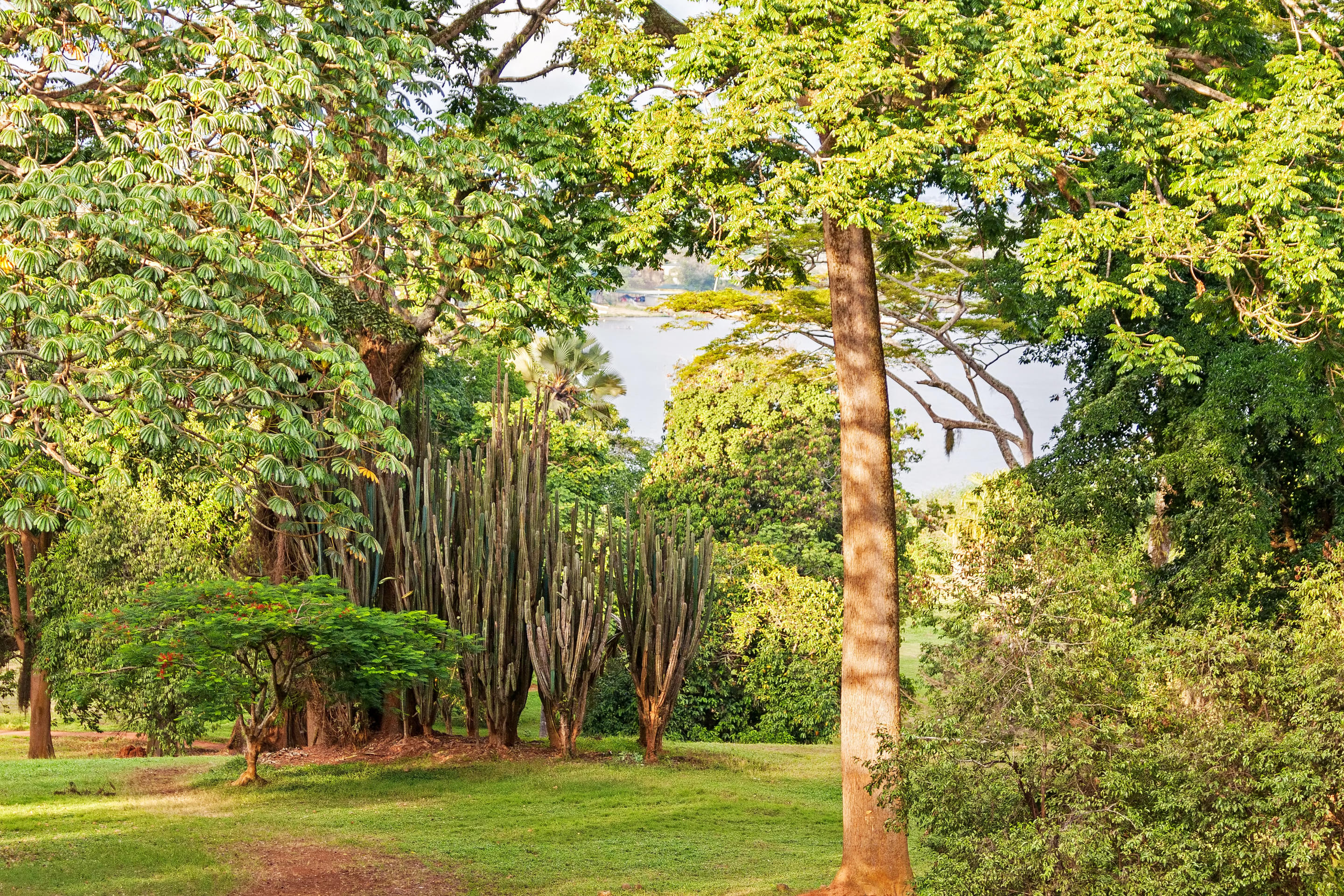Entebbe Botanical Gardens Overview