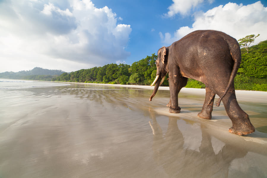 Visit to Elephant Beach Image