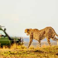 best-of-kenya-with-maasai-mara-serengeti-national-park