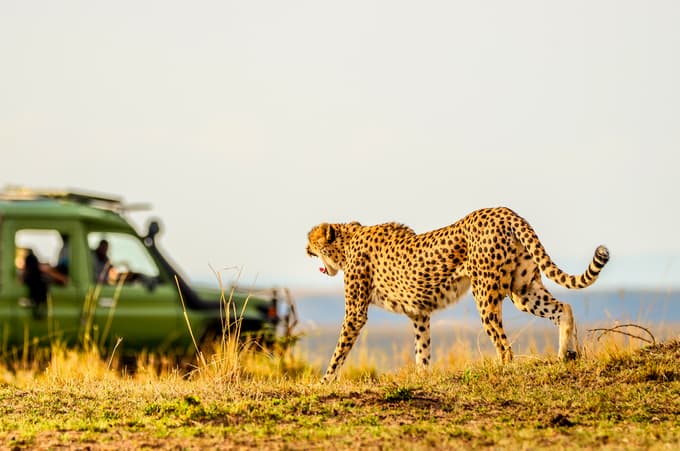Cheetah spotted during a game drive