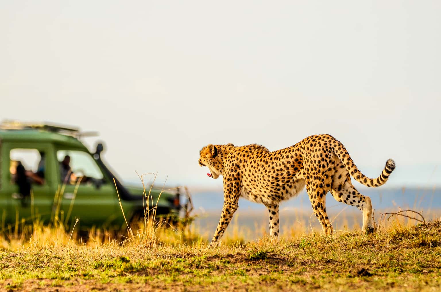 Kenya Safari Adventures | Group Tour Package