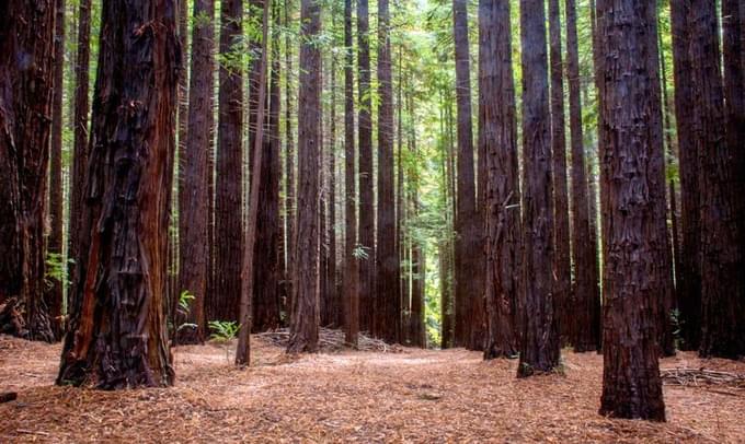 Step Into Redwood Forest