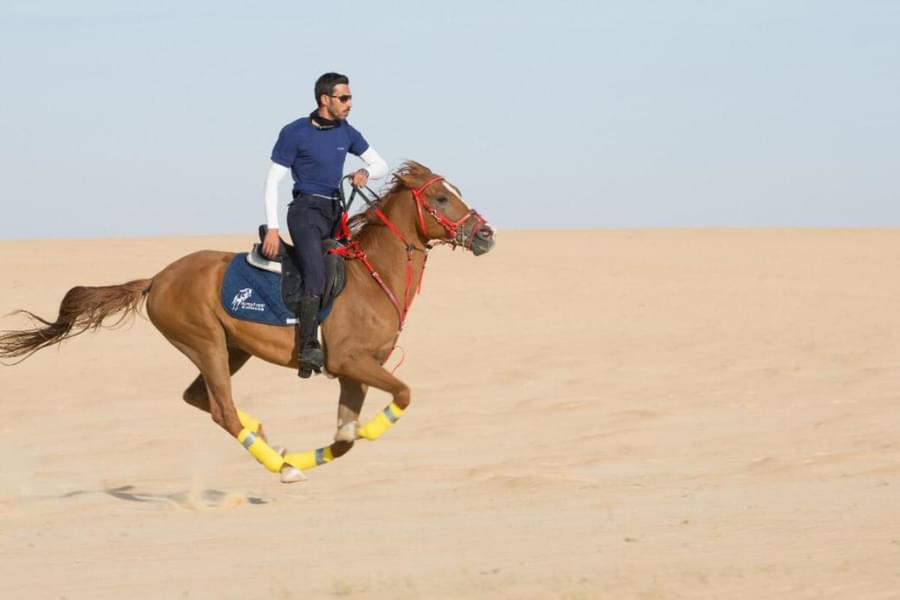 Dammam City Tour & Horse Riding in Al Khobar Image