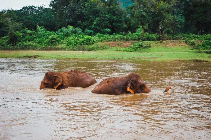 Chiang Mai Elephant Sanctuaries