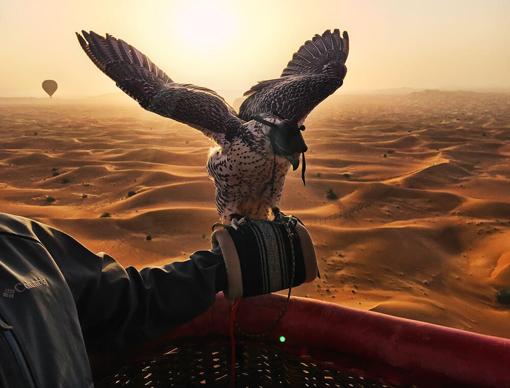 Click a picture with Falcon as it sits on your hand