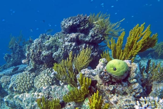 Great Barrier Reef Tours