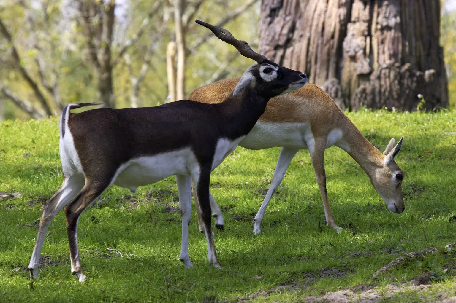 Mini Zoo & Black Buck Breeding Centre
