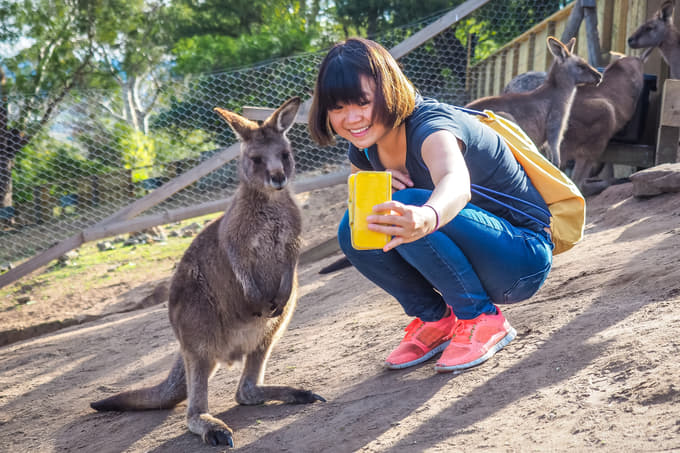 Click pictures with adorable kangaroos