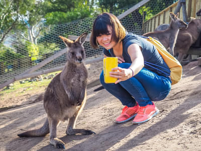 Click pictures with adorable kangaroos