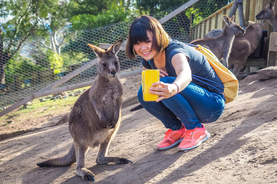 Click pictures with adorable kangaroos