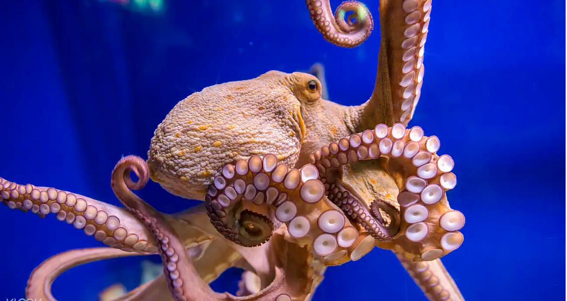 Marvel at the fascinating 8-hand octopus closely