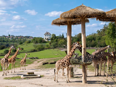 Prague Boat Ride and Zoo Ticket