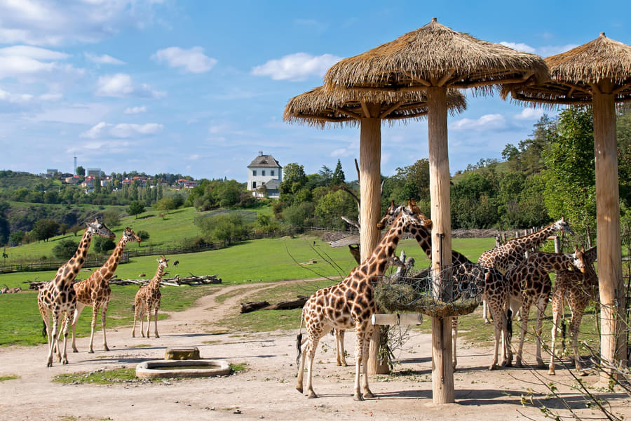 Herd of giraffes in a Prague zoo