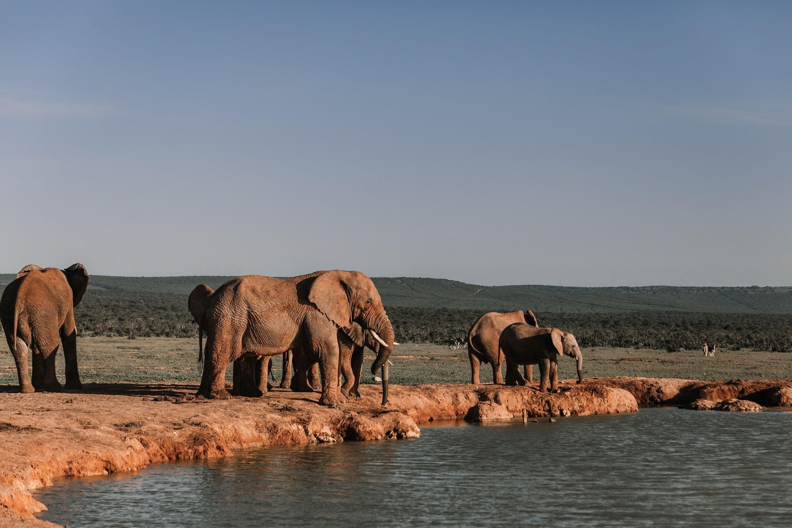 amboseli2