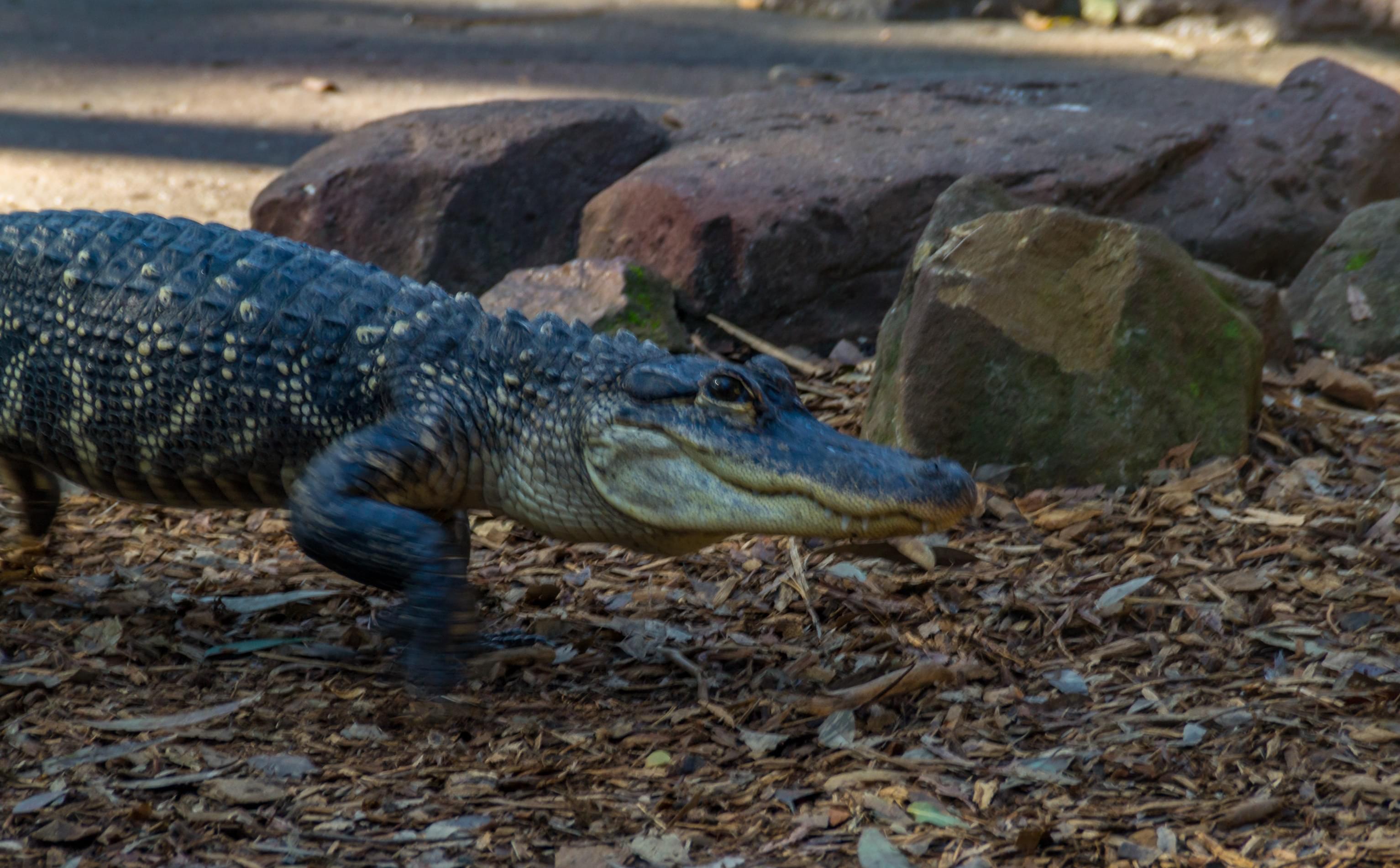 Australian Reptile Park