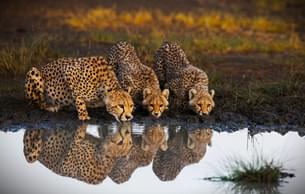 Chettahs spotted during safari