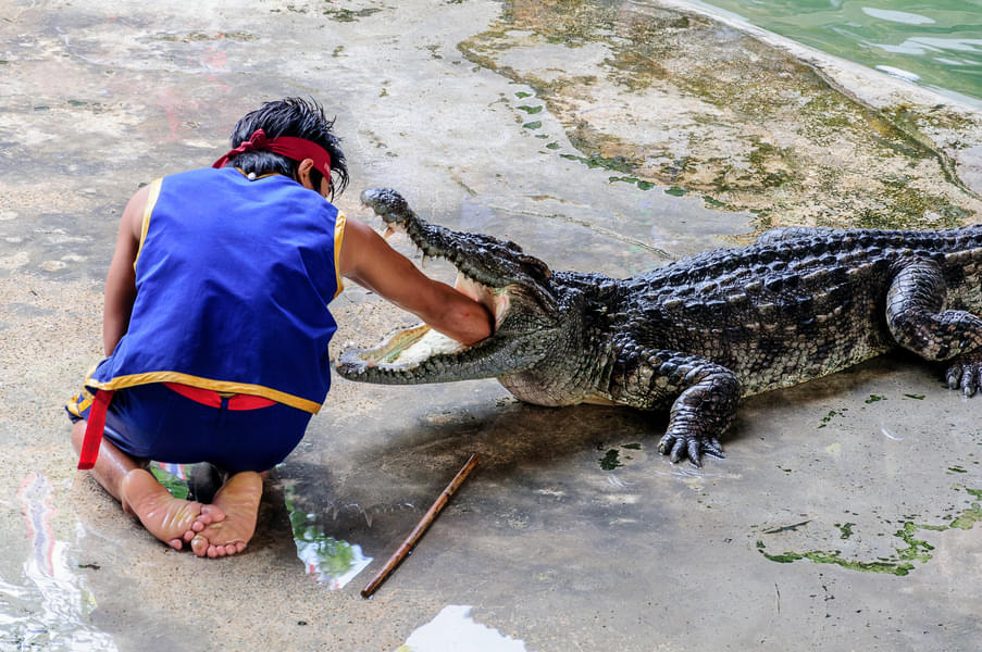 Crocodile Farm And Elephant Show in Bangkok Image