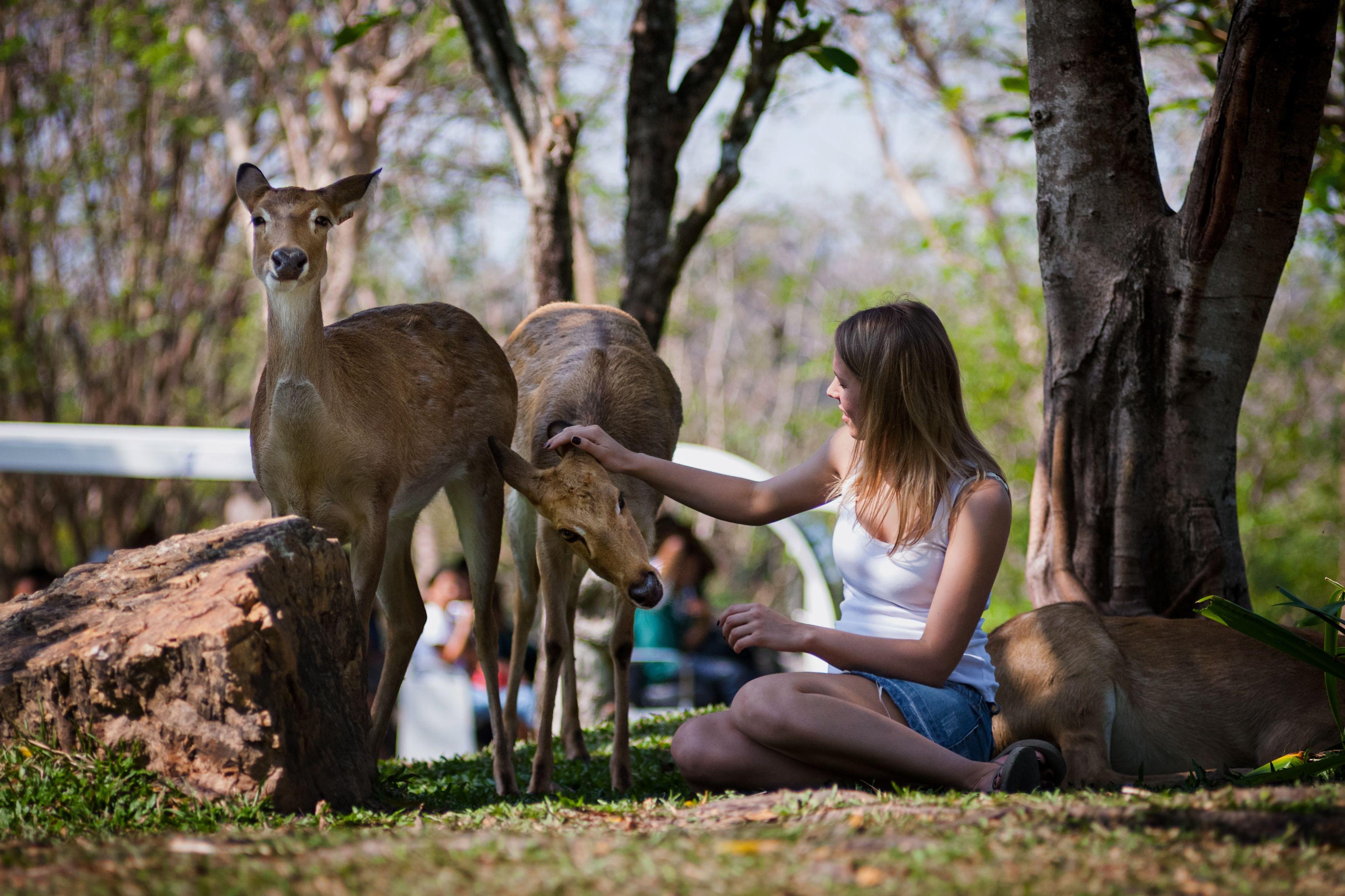 People with Deer in Khao Kheow Open Zoo
