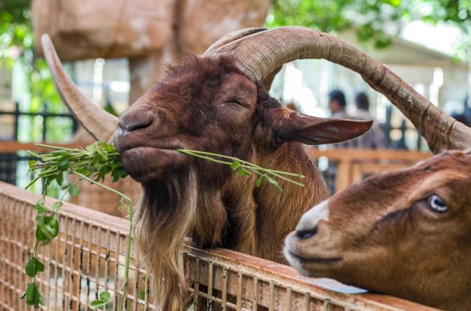 Feeding Experiences at Emirates Park