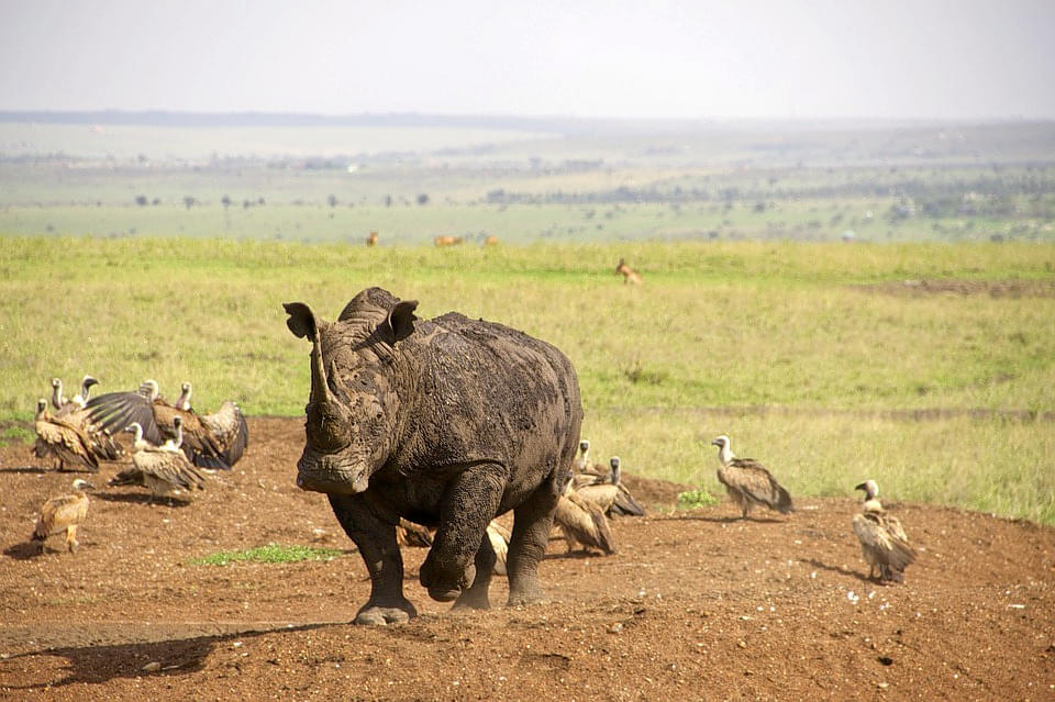 Nairobi National Park Overview
