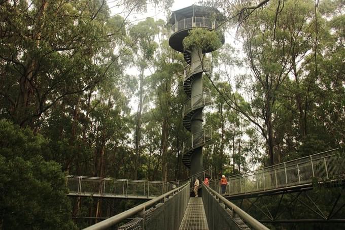 Otway Fly Treetop Adventures