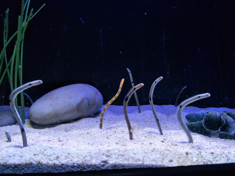 Learn about the wormfish as you stroll inside the aquarium