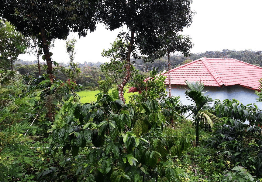 A Serene Homestay Cottage Amid Coffee Plantation In Sakleshpur Image