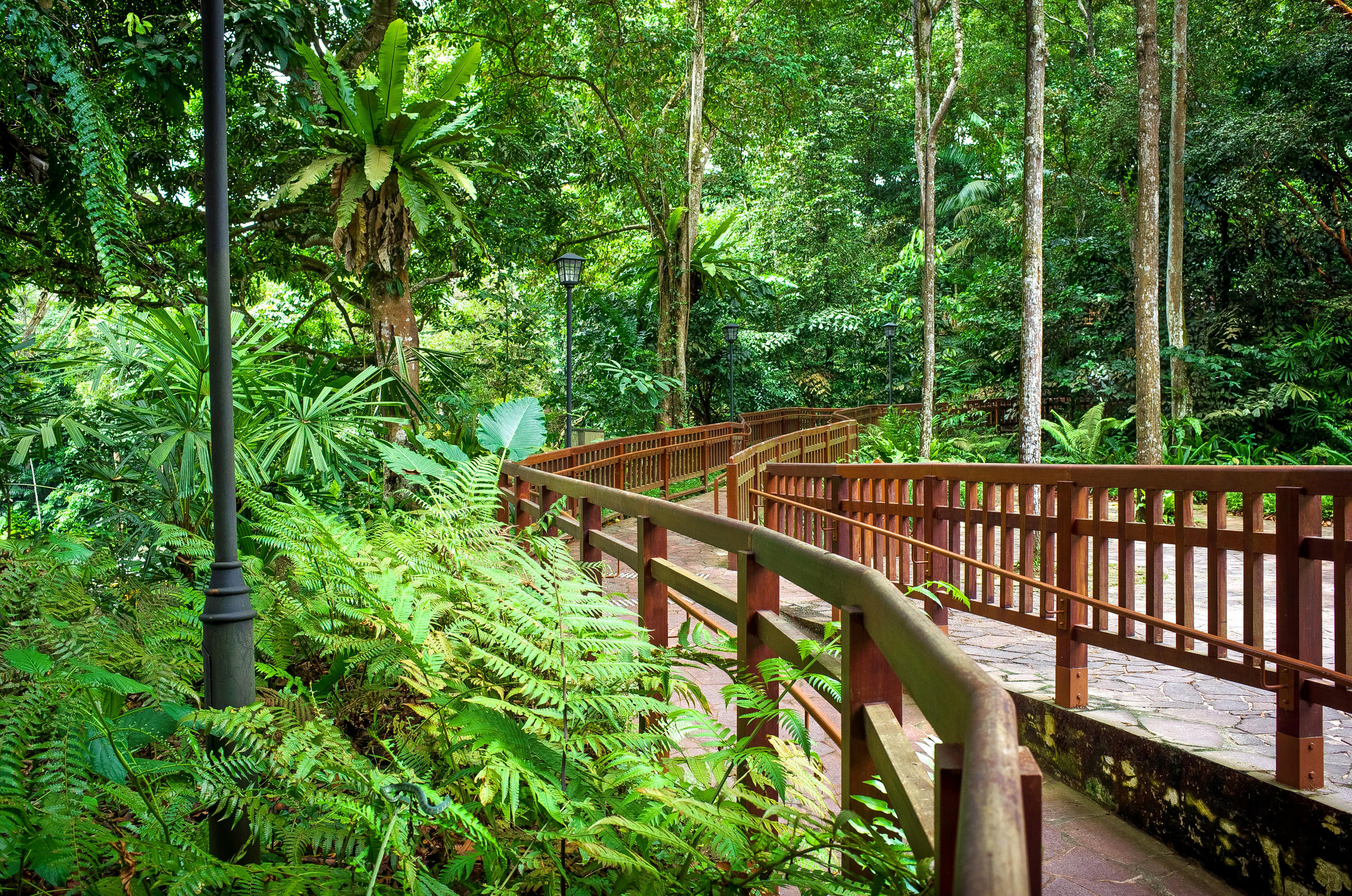 Bukit Timah Nature Reserve Overview