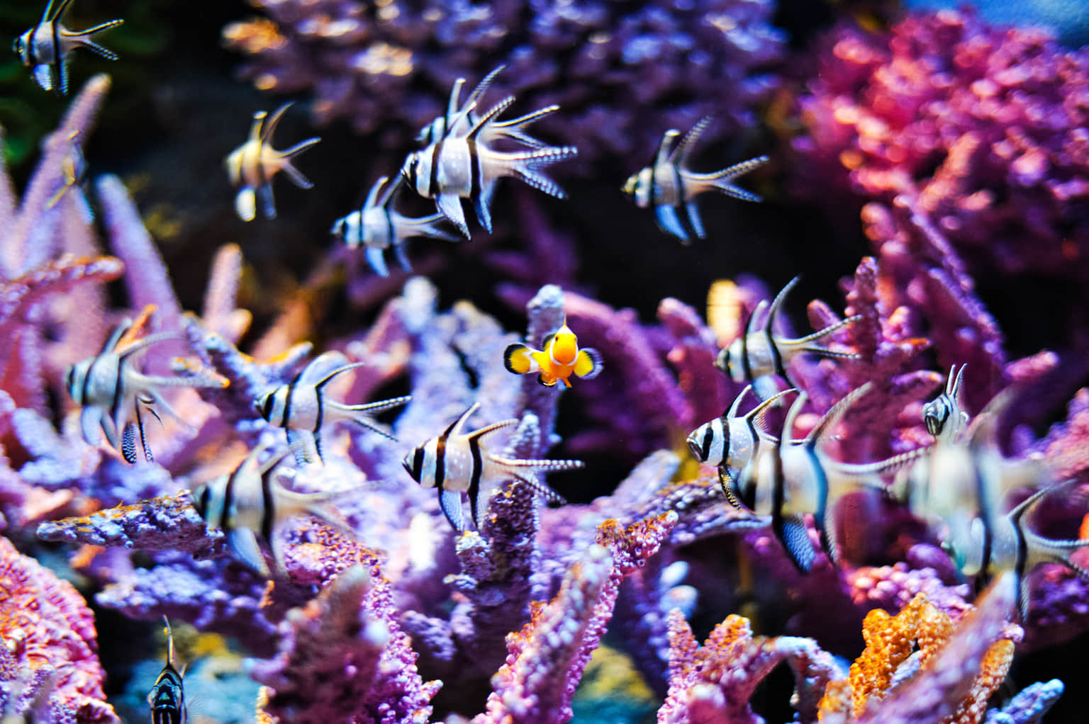 Magical marine life