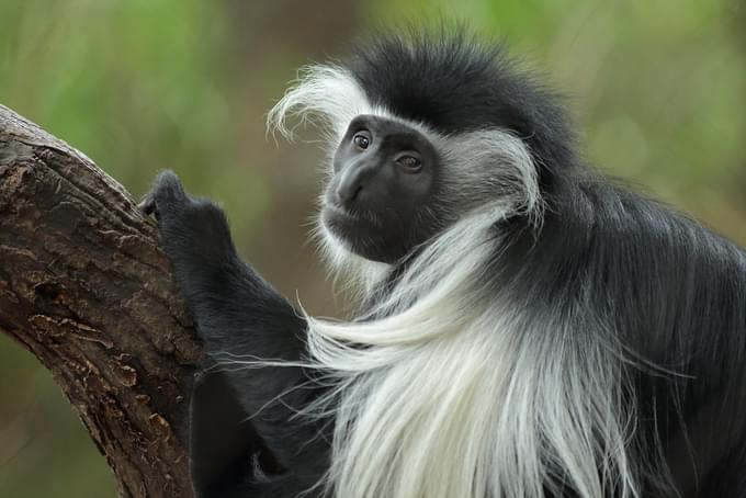 The Black-And-White Colobus Monkeys
