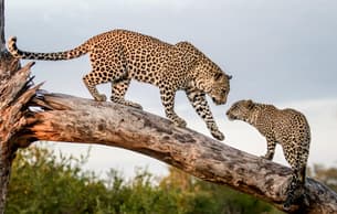 Cdpz9elvappu03u6ddgkwxe21s6m leopard gallery 2