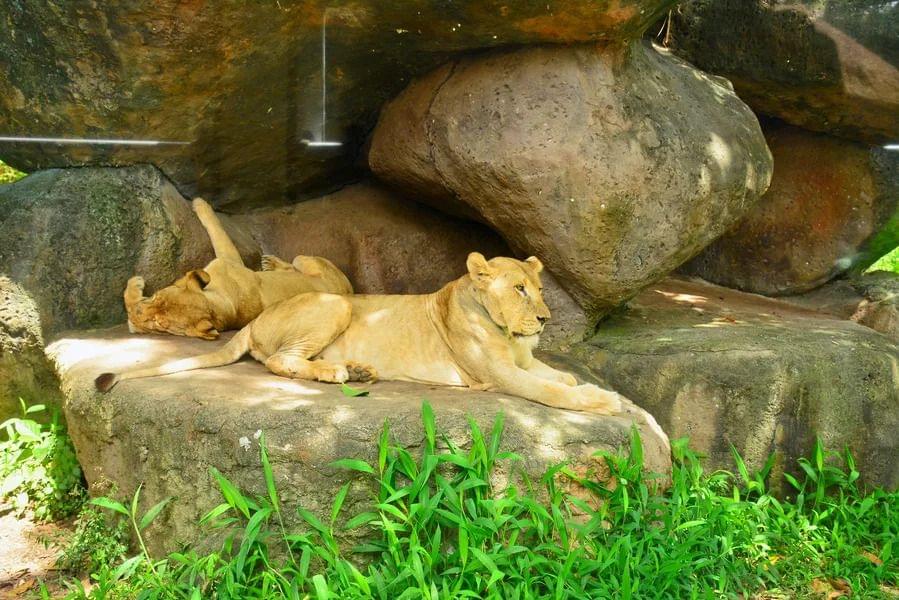 Lion in Bali Safari & Marine Park