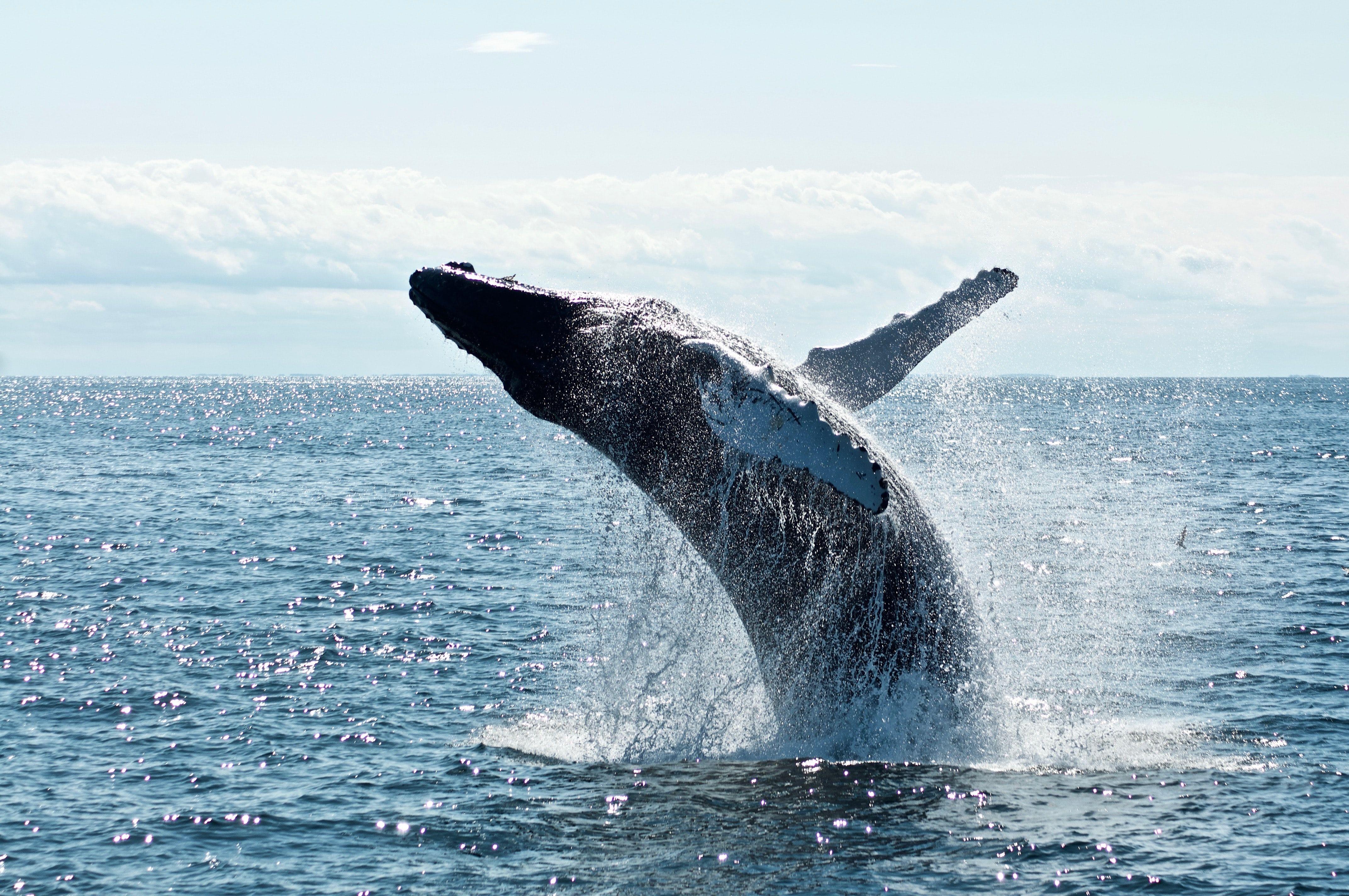 Whales in Maui Hawaii Whale Watching Tour