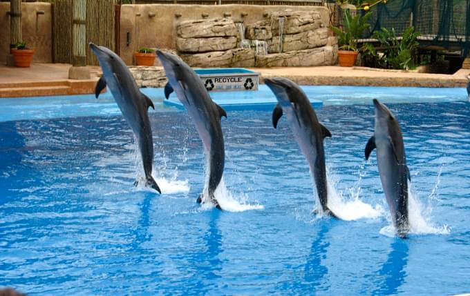 Dolphin Show Dubai