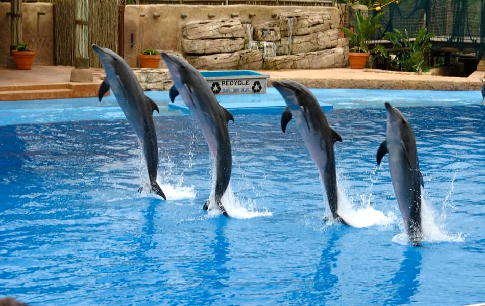On-day Dolphin Show Dubai Rules