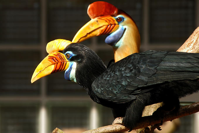 Hornbills