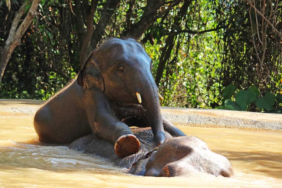 Elephant Jungle Sanctuary Pattaya Image