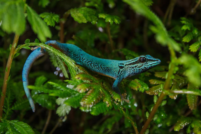 The Electric Blue Geckos