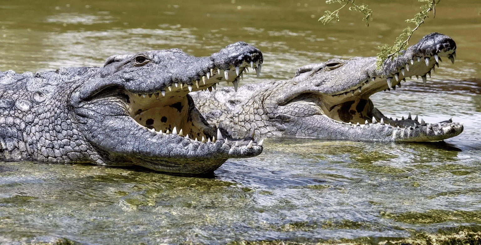 Explore the Kingdom of Crocodiles at the ‘Park’
