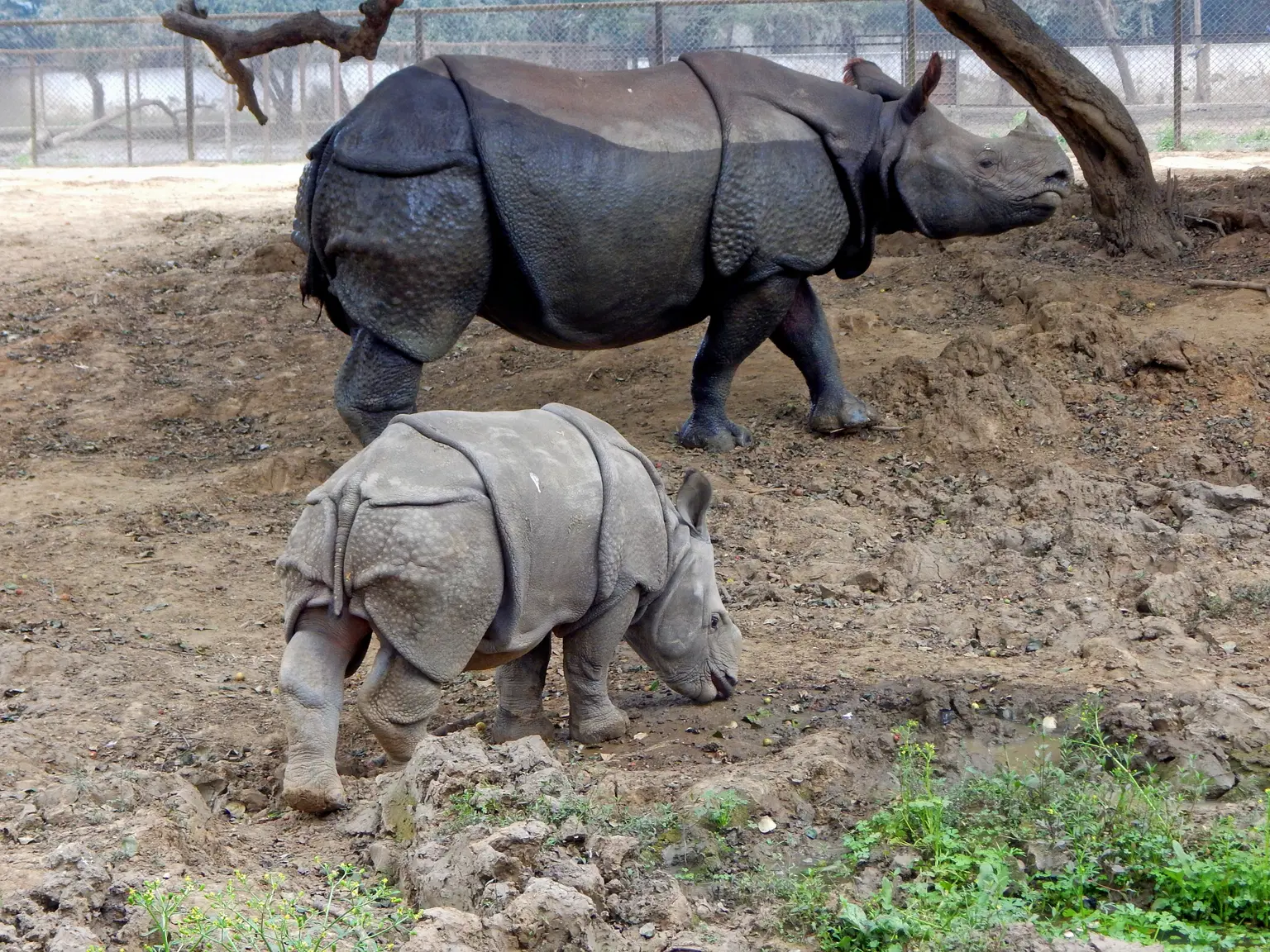Sanjay Gandhi Biological Park