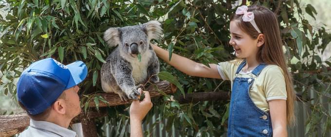 Koala Encounters