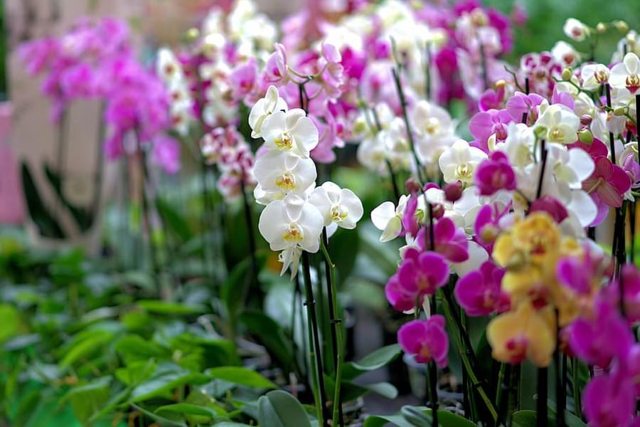 All colors of Orchids