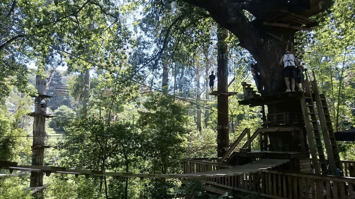 Treetops Adventure Belgrave Overview