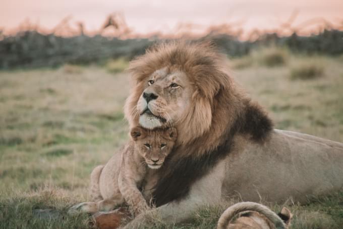 Lions Philadelphia in Zoo