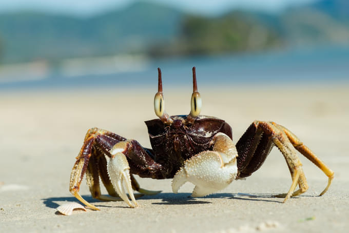 Shrimp and Crabs