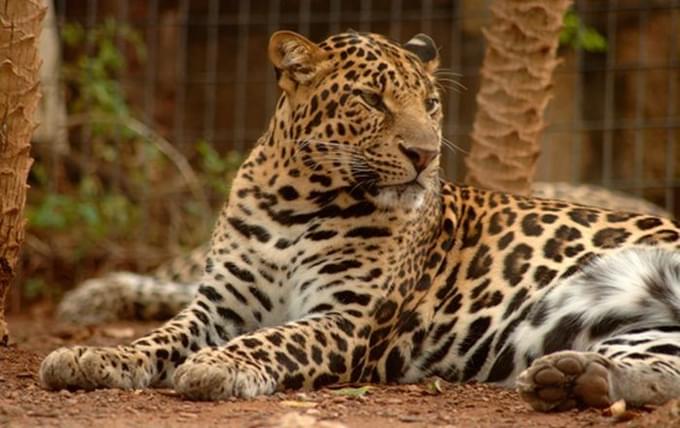 leopardos in Tenerife Jungle Park