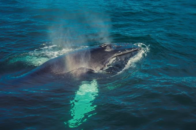 whale at Reykjavik