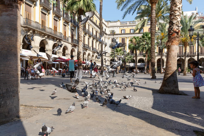 Placa Reial